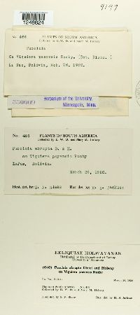 Puccinia abrupta image