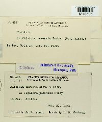 Puccinia abrupta image