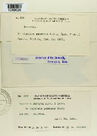 Puccinia abrupta image