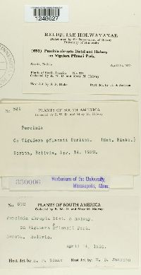 Puccinia abrupta image