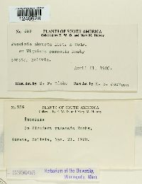 Puccinia abrupta image