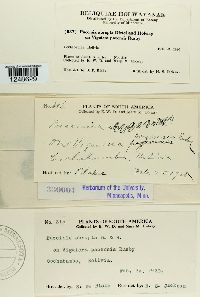 Puccinia abrupta image