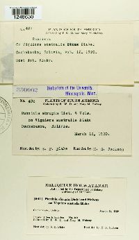 Puccinia abrupta image