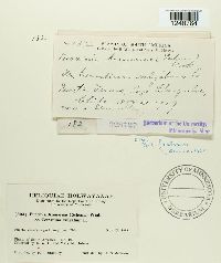 thumbnail image of current specimen