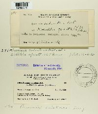 Puccinia aristidae image