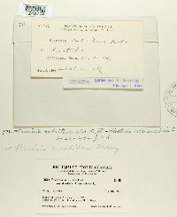 Puccinia aristidae image
