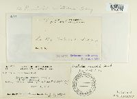 Puccinia aristidae image