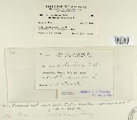 Puccinia aristidae image