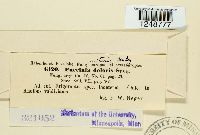 Puccinia cnici-oleracei image