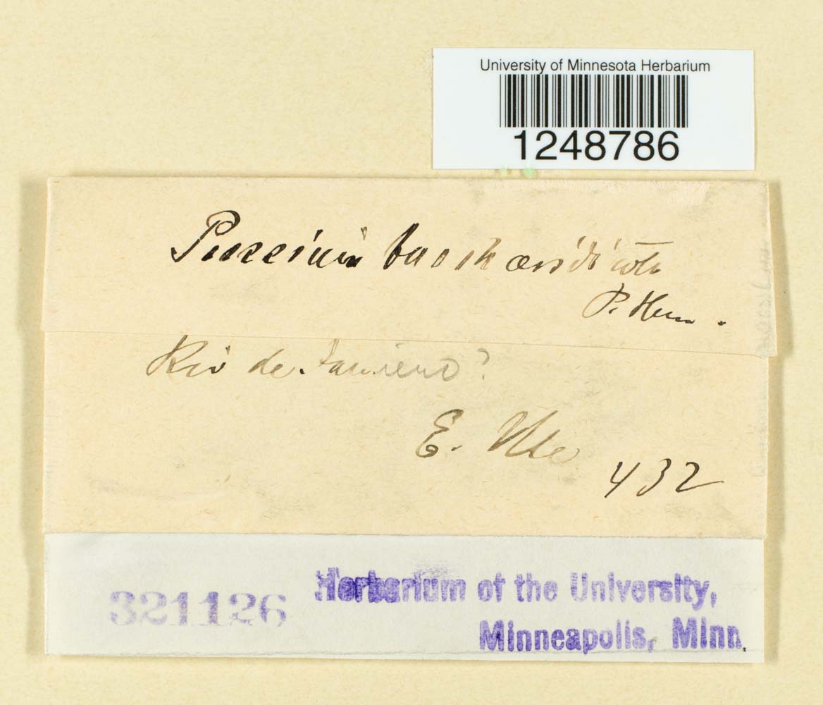 Puccinia baccharidicola image