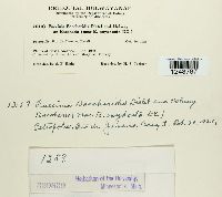 Puccinia baccharidicola image