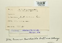 Puccinia baccharidicola image