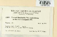 Puccinia baccharidis image