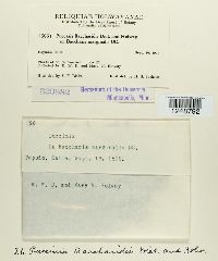 Puccinia baccharidis image