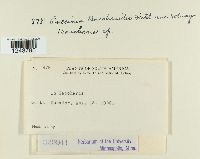 Puccinia baccharidis image