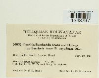 Puccinia baccharidis image