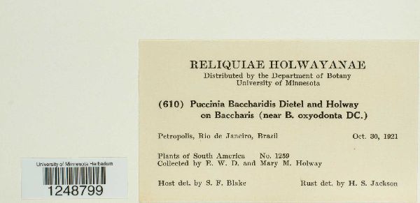 Puccinia baccharidis image