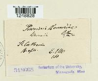 Puccinia bomareae image