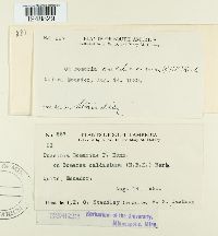 Puccinia bomareae image