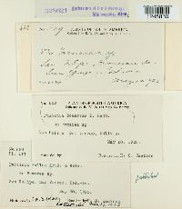 Puccinia bomareae image