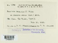 Puccinia bomareae image