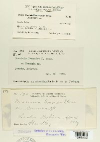 Puccinia bomareae image