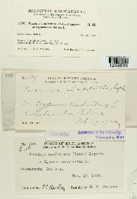 Puccinia canaliculata image