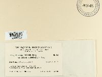 Puccinia chloridis image