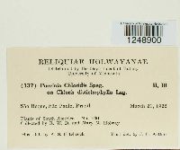 Puccinia chloridis image