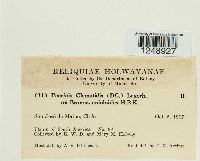 Puccinia clematidis image