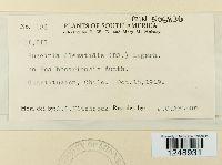 Puccinia clematidis image