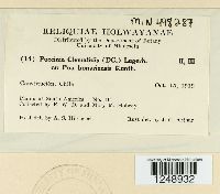 Puccinia clematidis image