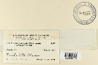 Puccinia clematidis image