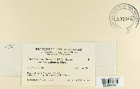 Puccinia clematidis image