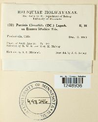 Puccinia clematidis image