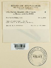 Puccinia clematidis image