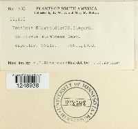 Puccinia clematidis image