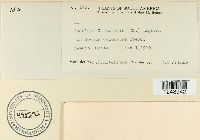 Puccinia clematidis image