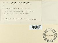 Puccinia clematidis image