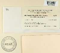 Puccinia clematidis image