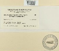 Puccinia clematidis image