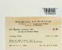 Puccinia coronata image