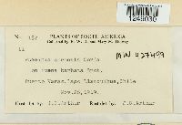 Puccinia coronata image