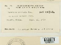 Puccinia coronata image