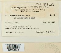 Puccinia coronata image