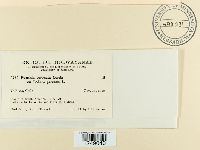 Puccinia coronata image