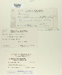 Puccinia cryptica image