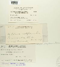 Puccinia cryptica image