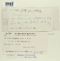 Puccinia cryptica image