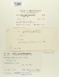 Puccinia cryptica image